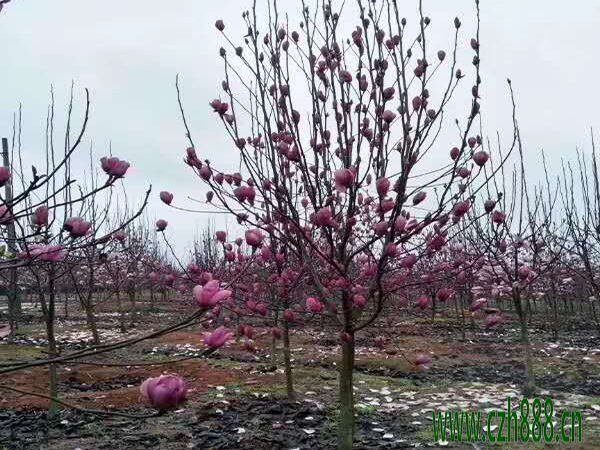 紫玉蘭的開花時間 紫玉蘭的開花受哪些因素影響？