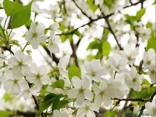 櫻花如何養(yǎng)植？ 櫻花養(yǎng)植的注意事項(xiàng)