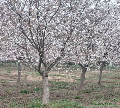 櫻花如何養(yǎng)植？ 櫻花養(yǎng)植的注意事項(xiàng)