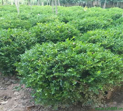 小葉黃楊如何移栽？ 小葉黃楊移栽要留心哪幾點(diǎn)？
