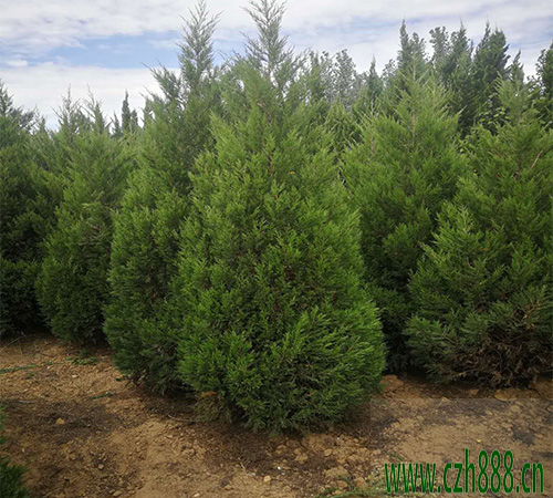 塔柏養(yǎng)植的注意事項(xiàng)有哪些？ 塔柏養(yǎng)植方法