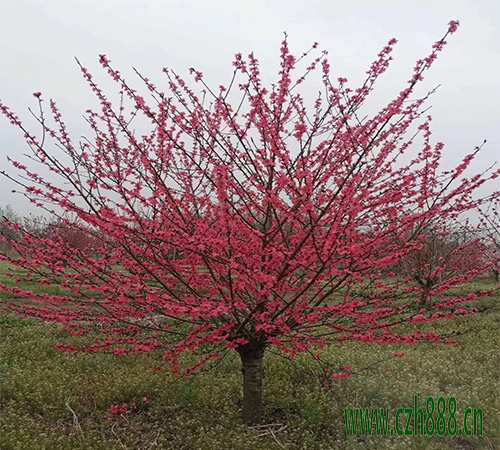 紅葉碧桃的開花時(shí)間 紅葉碧桃如何養(yǎng)護(hù)