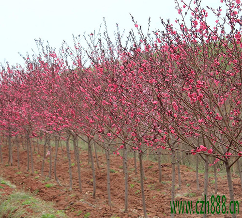 紅葉碧桃的開花時(shí)間 紅葉碧桃如何養(yǎng)護(hù)