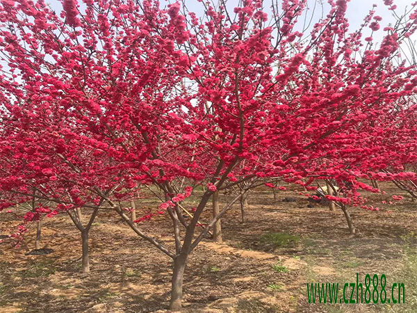 紅葉碧桃的開花時(shí)間 紅葉碧桃如何養(yǎng)護(hù)