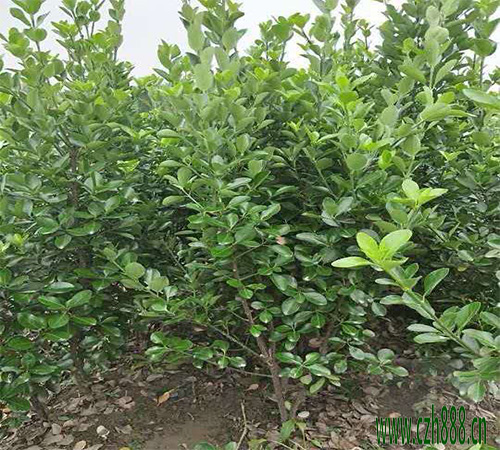 大葉黃楊的繁殖方法有哪些？ 大葉黃楊的形態(tài)特征