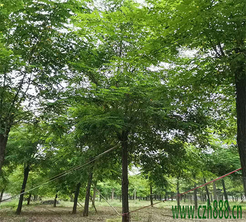 刺槐可以嫁接嗎？ 刺槐的嫁接方法和要求