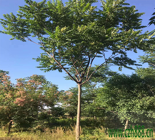 臭椿的養植方法和注意事項 臭椿有藥用價值嗎？