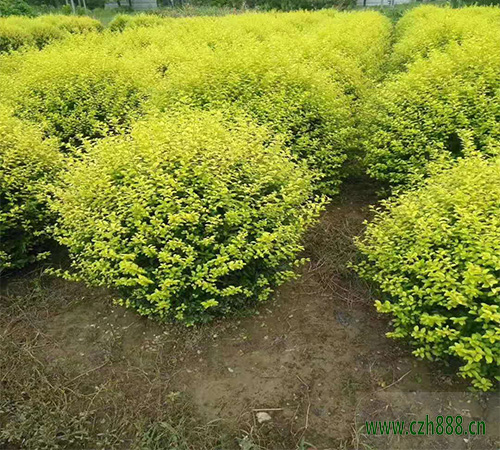 金葉女貞是喜陰植物嗎？ 金葉女貞需要足夠的水份和肥料