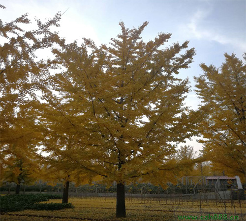 銀杏的種植方法和養(yǎng)護留意事項 銀杏的病蟲害防護