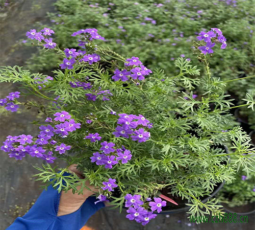美女櫻什時間開花？ 美女櫻開花受哪些因素影響