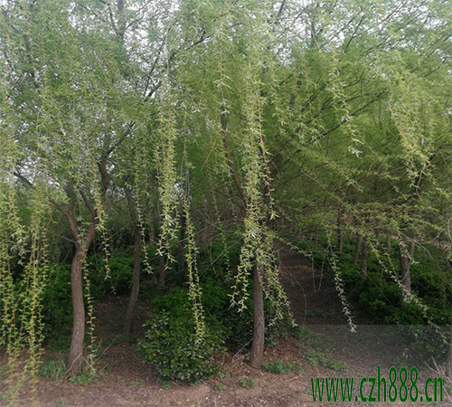 柳樹的養植方法  柳樹養植的注意事項有哪些？