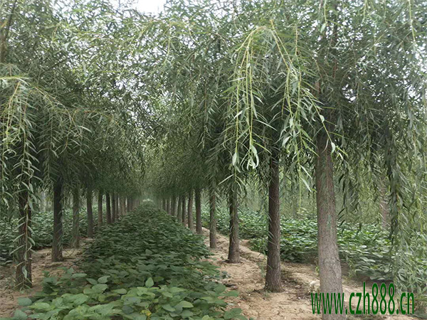 柳樹的養植方法  柳樹養植的注意事項有哪些？