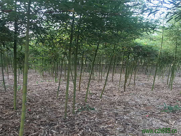 雷竹養植方法詳細介紹 雷竹養植要按時修剪