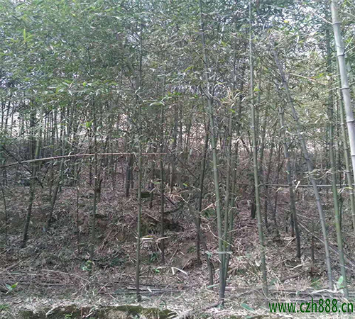 毛竹適合在什么土壤里種植？ 毛竹的培養技巧