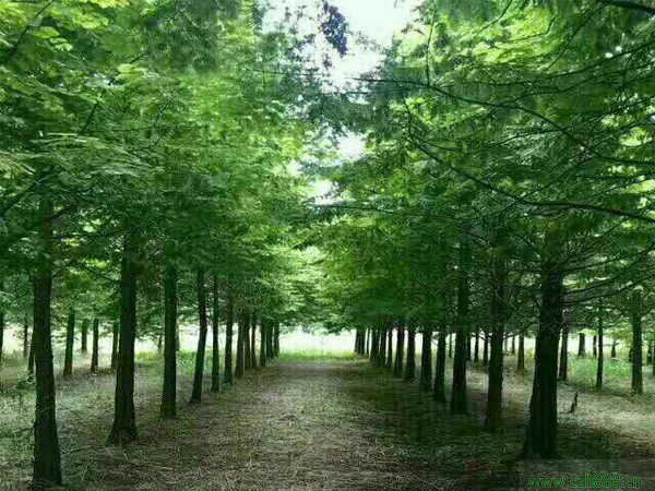 水杉樹種植和養(yǎng)護(hù)方法有哪些？