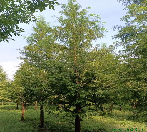 水杉樹種植和養(yǎng)護(hù)方法有哪些？