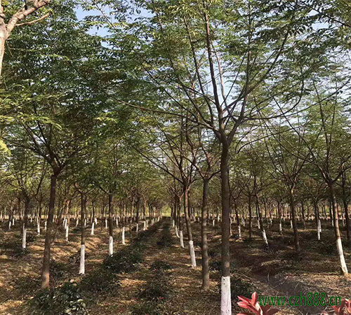 苦楝樹適合在家里種植嗎？一起來看看