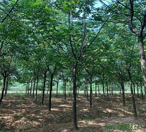 苦楝樹適合在家里種植嗎？一起來看看