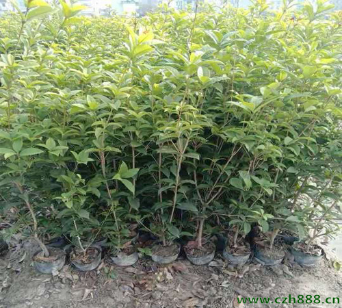 桂花還被稱為什么？ 桂花的外形特征