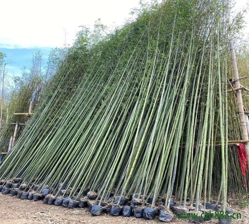 竹子的種類有哪些？ 竹子的的用途和經(jīng)濟(jì)價(jià)值