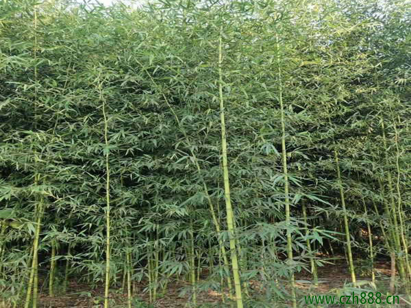 竹子的種類有哪些？ 竹子的的用途和經(jīng)濟(jì)價(jià)值