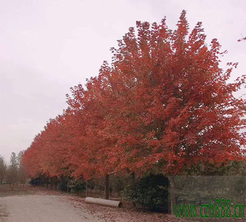美國紅楓如何培育？ 美國紅楓的培育技術(shù)