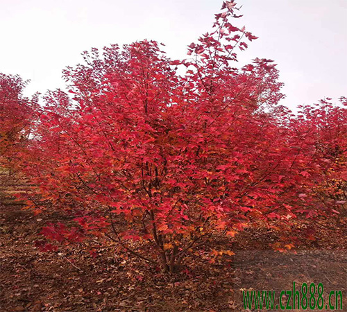 美國紅楓如何培育？ 美國紅楓的培育技術(shù)