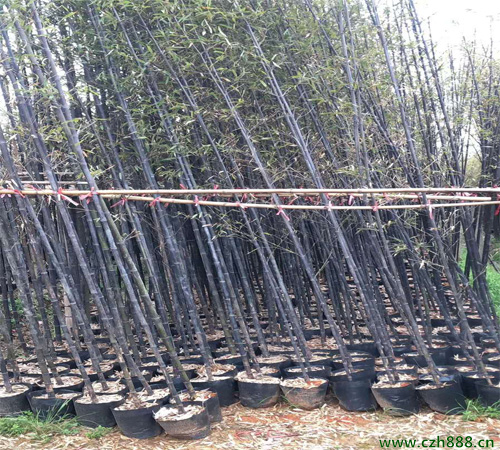 紫竹如何種植？ 紫竹種植的注意事項