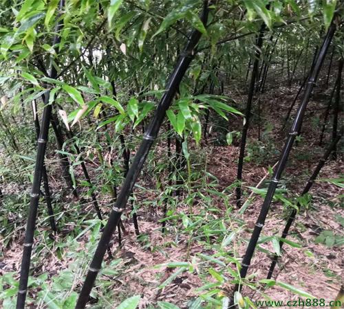 紫竹如何種植？ 紫竹種植的注意事項