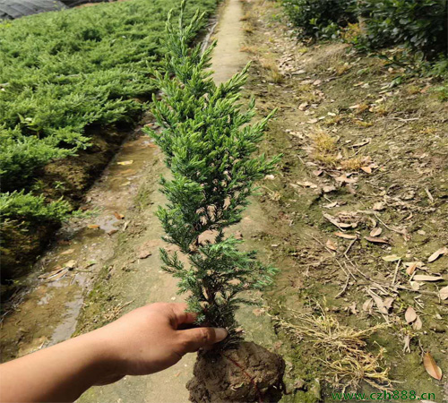 鋪地柏如何培育？ 鋪地柏的培育留心事項(xiàng)