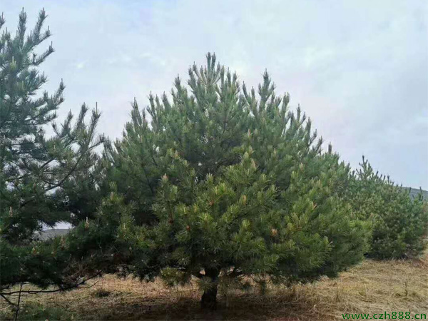 油松針枯病的防治方法  油松生病蟲害防治