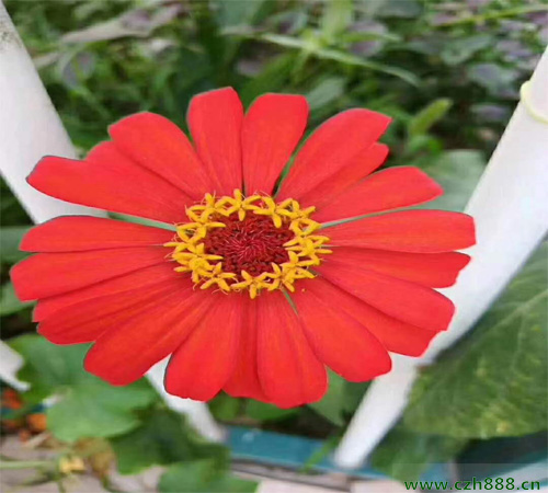百日草花什么季節(jié)開花？