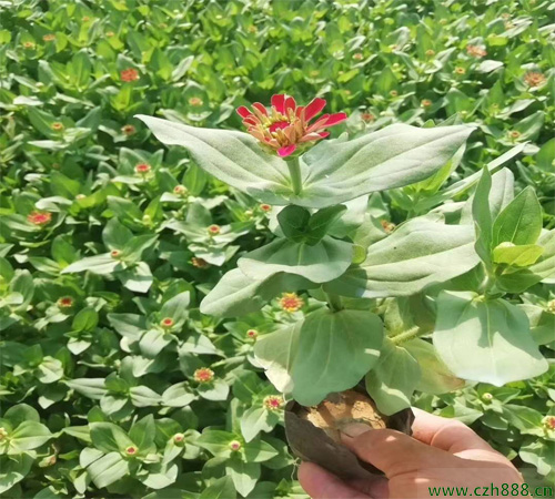 百日草花什么季節(jié)開花？