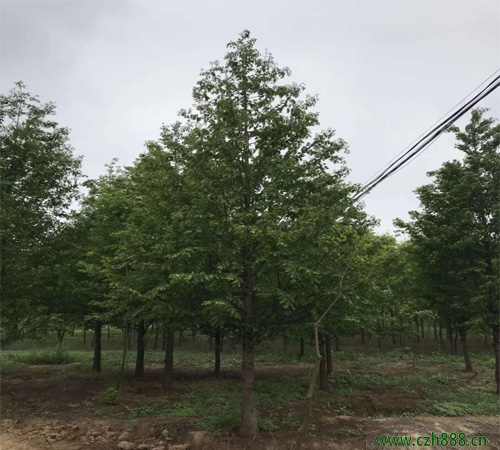 水杉赤枯病的防治方法 水杉有哪些常見病蟲害？
