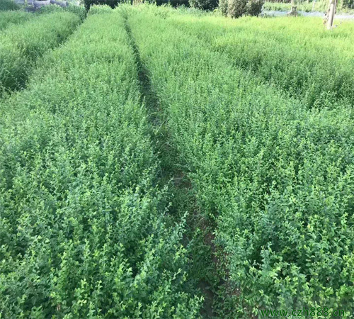 小葉女貞病蟲(chóng)害的防治 小葉女貞有哪些病蟲(chóng)害？
