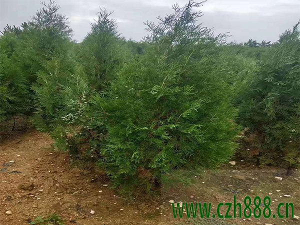 側柏樹銹病的防治方法 側柏的病害監測