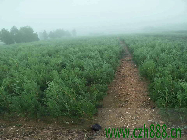 側柏樹銹病的防治方法 側柏的病害監測